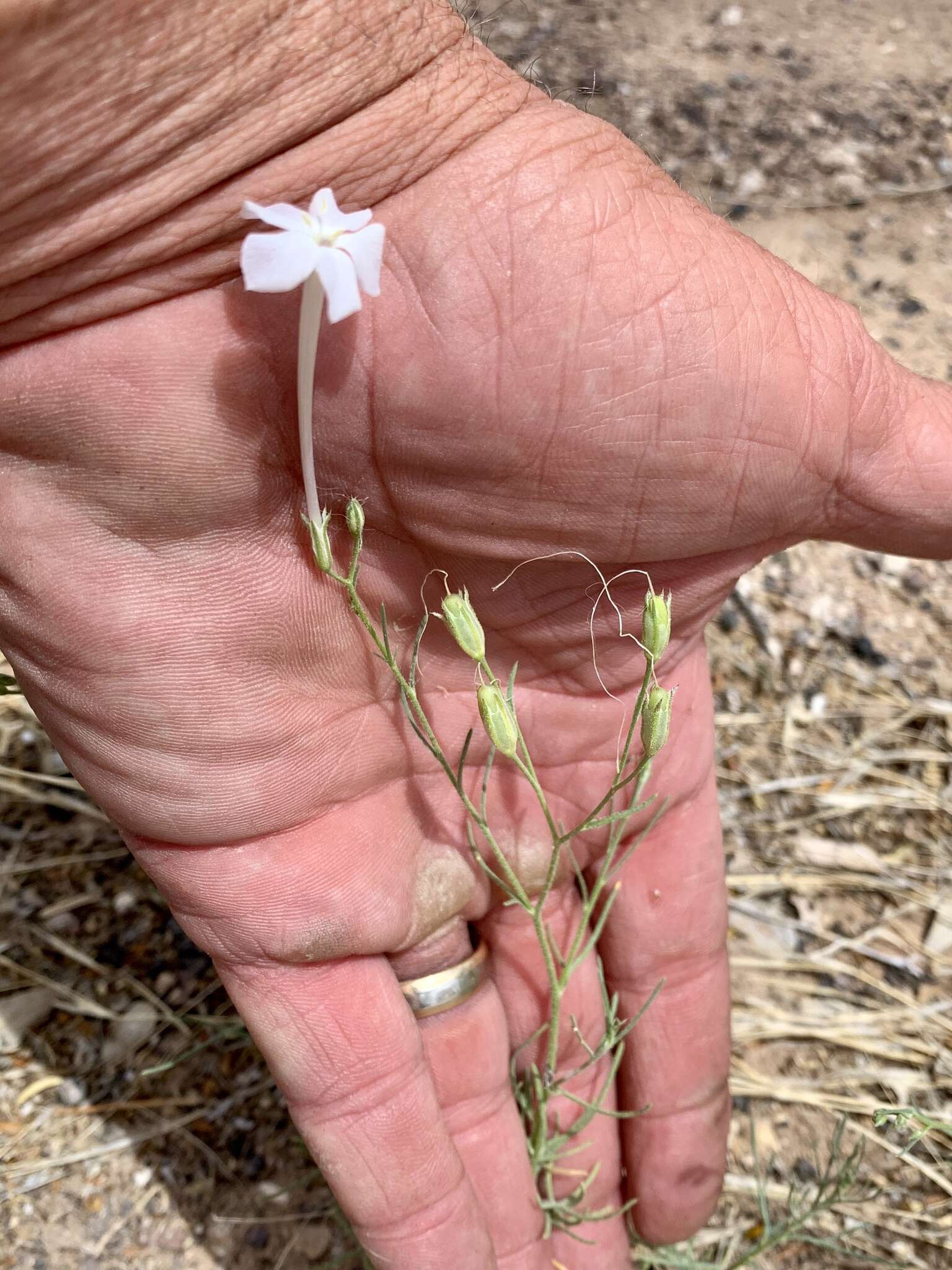 Image of whiteflower ipomopsis