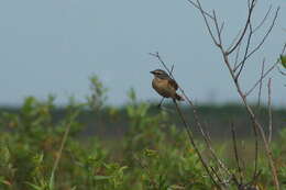 Image of Donacospiza Cabanis 1851