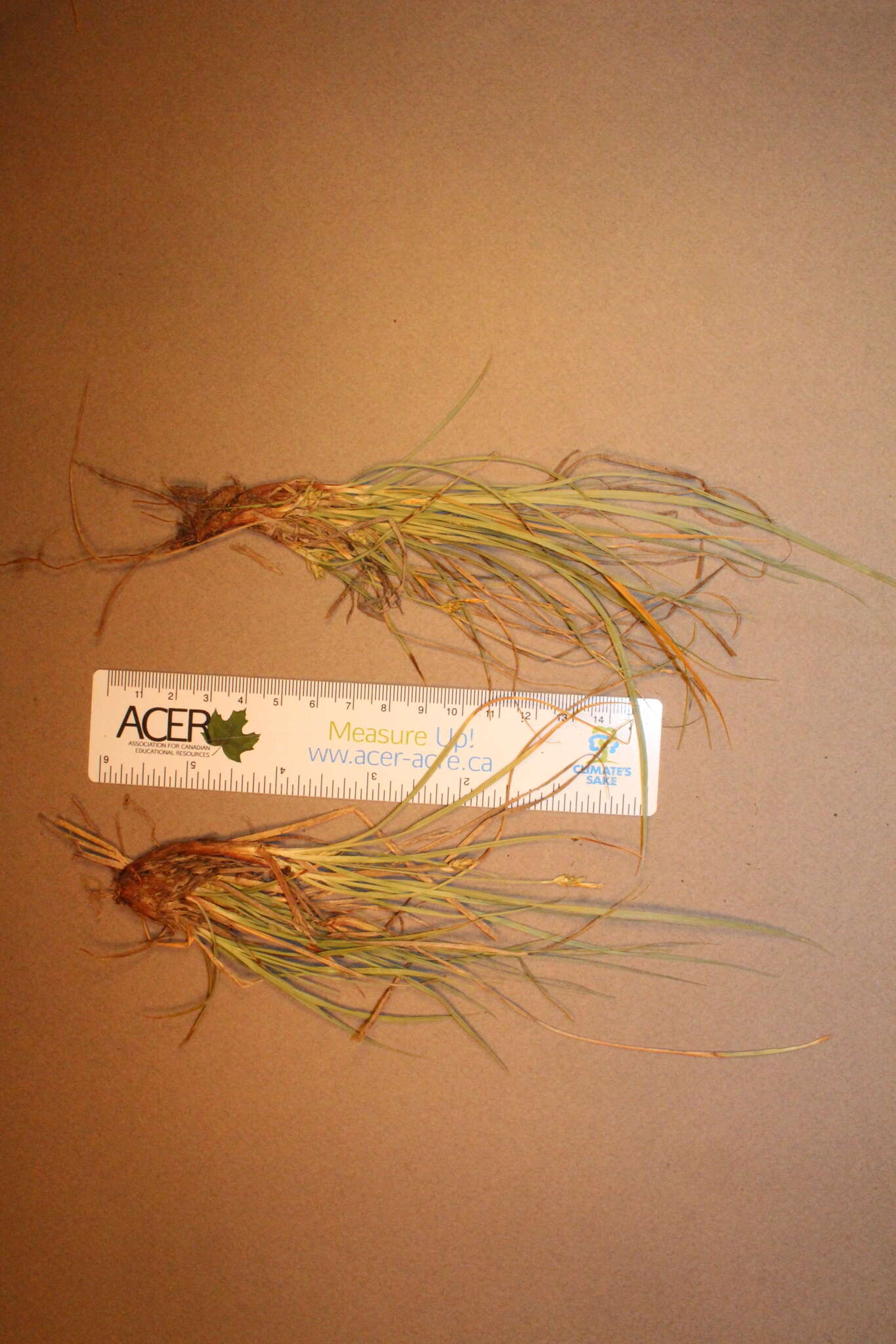 Image of parachute sedge