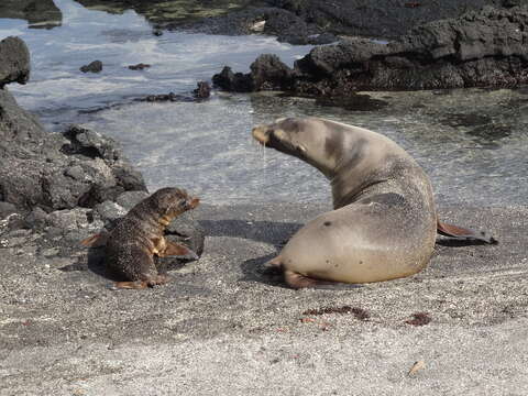 Image of Sea Lion