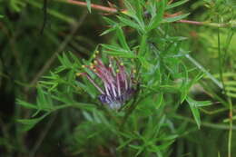 Image of Grevillea acanthifolia subsp. stenomera (F. Müll. ex Benth.) Mc Gill.