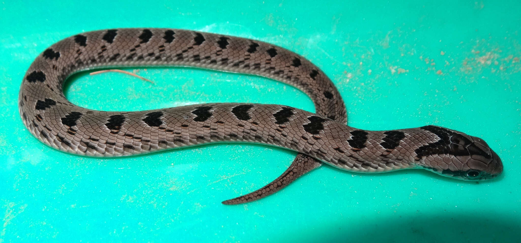 Image of Spotted Night Adder