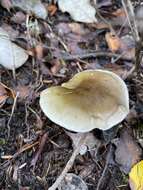 Tricholoma viridiolivaceum G. Stev. 1964的圖片