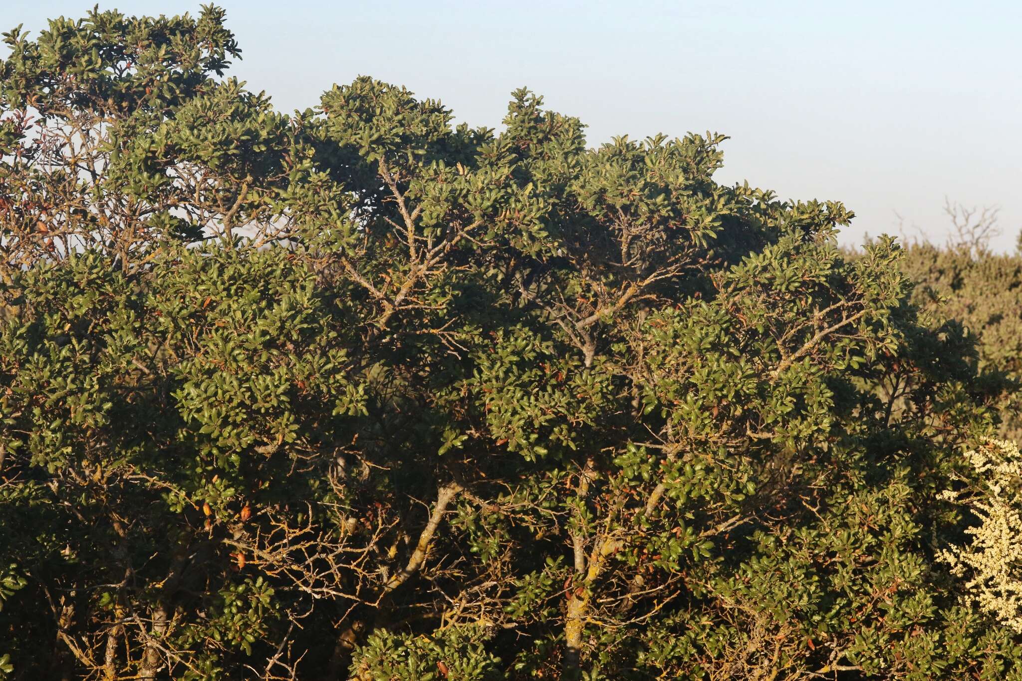 Image of leather oak