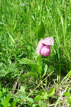 Image of Large-flowered Cypripedium