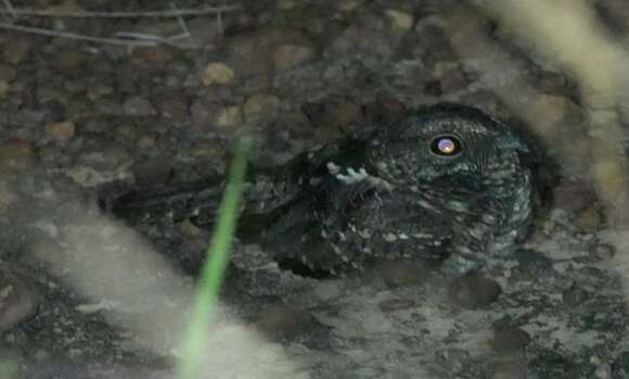 Image of Blackish Nightjar