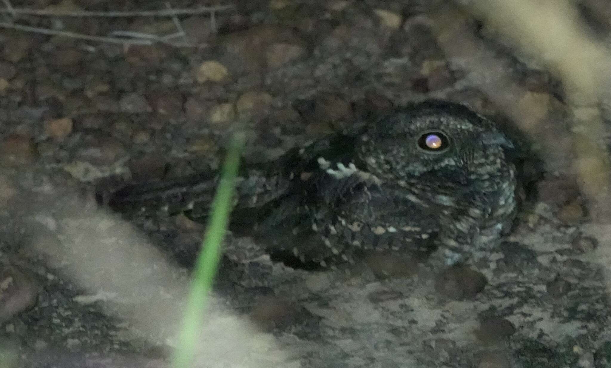 Image of Blackish Nightjar