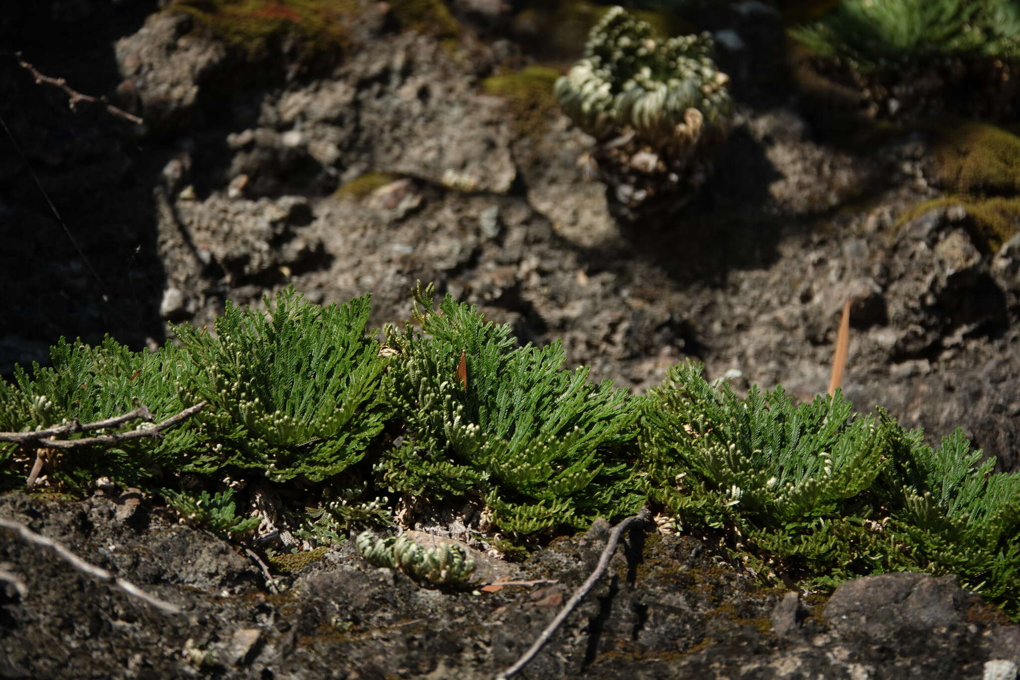 Selaginella tamariscina (Beauv.) Spring resmi