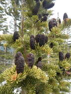 Image of subalpine fir