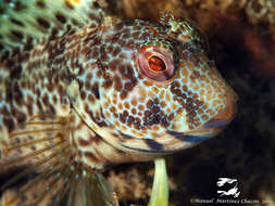 Image of Ringneck Blenny