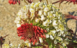 Eremothera boothii subsp. decorticans (Hook. & Arn.) W. L. Wagner & Hoch resmi