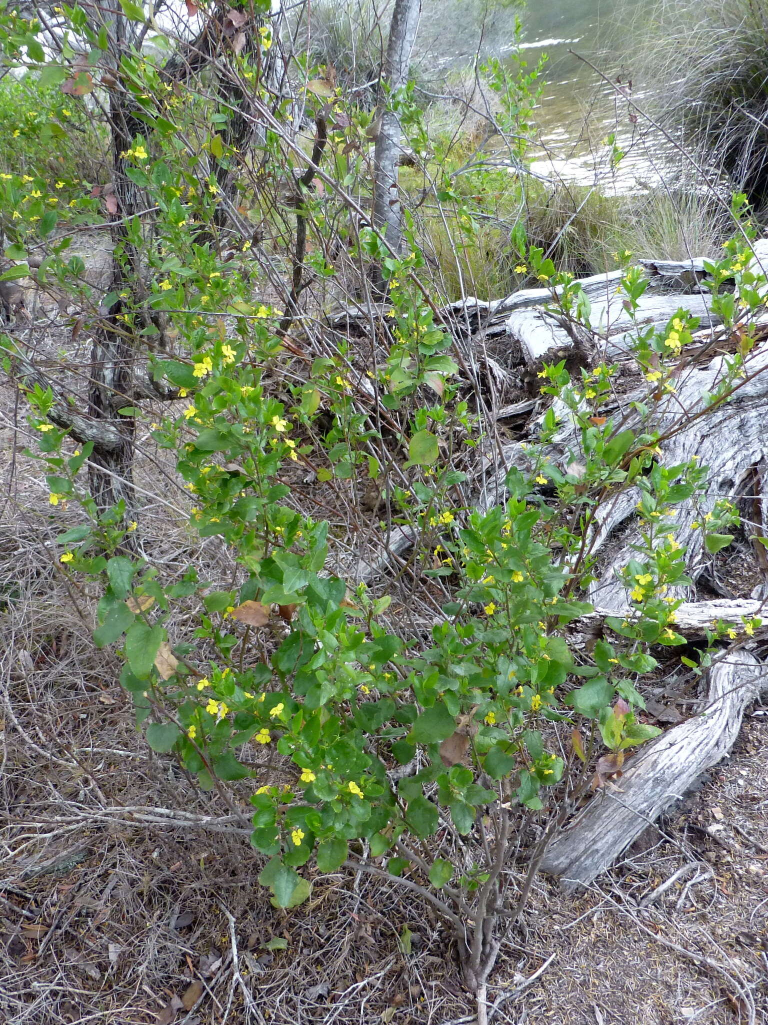 Image of Hop Goodenia