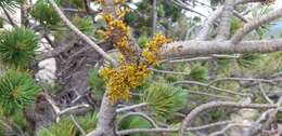 Image of limber pine dwarf mistletoe