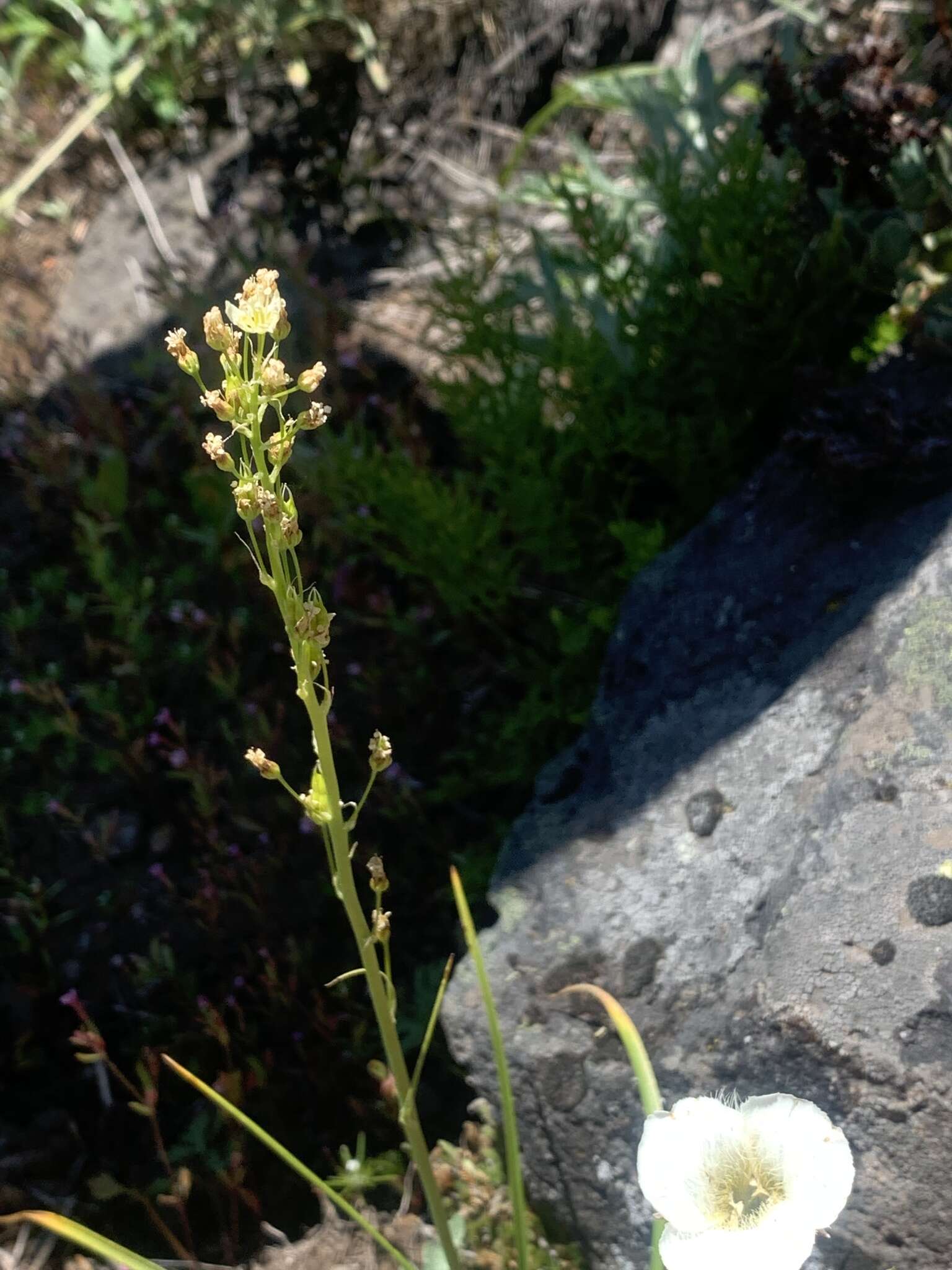 Image of Toxicoscordion venenosum var. venenosum