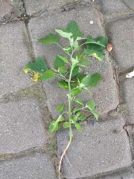 Plancia ëd Chenopodium opulifolium Schrader