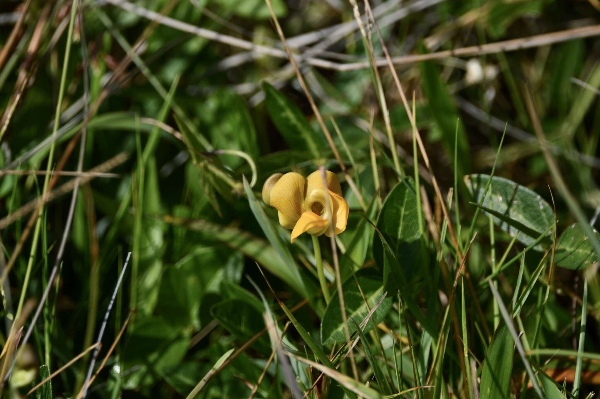 Image of Long-Leaf Cow-Pea