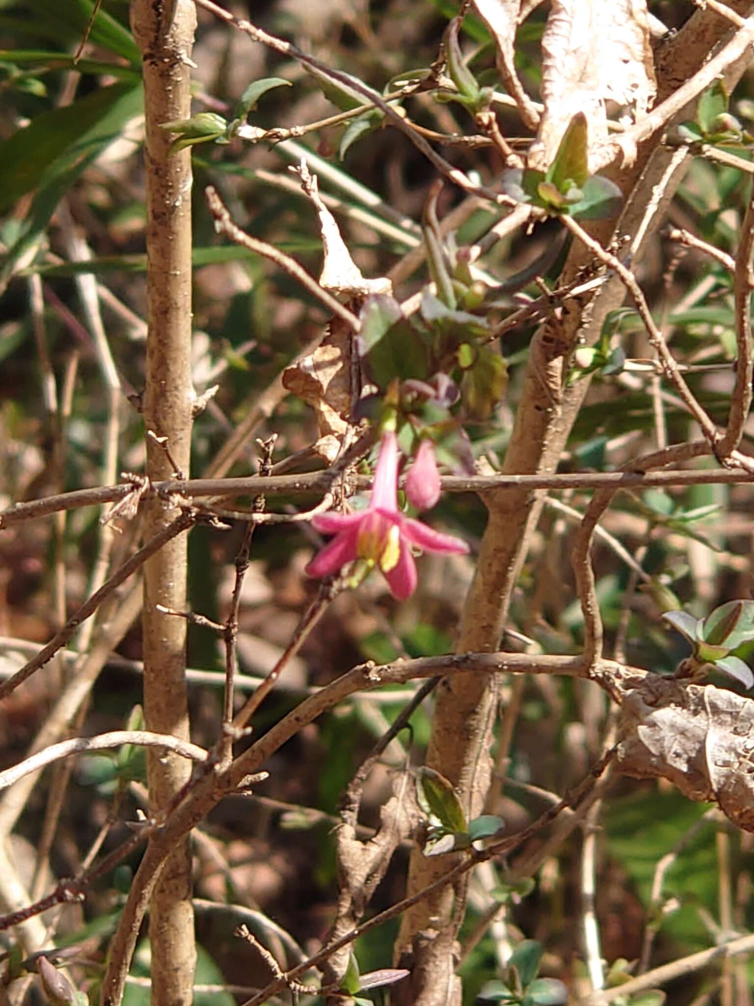 Lonicera gracilipes Miq.的圖片