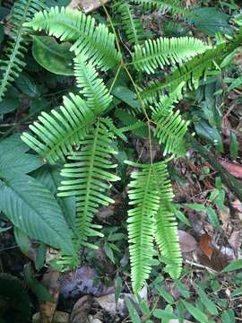 Image of Dicranopteris pedata (Houtt.) Nakaike