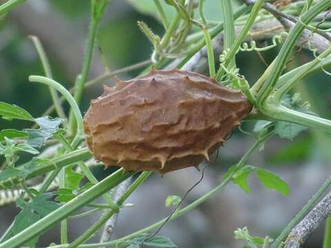 Image of luffa