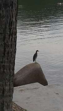 Image of Chinese Pond Heron