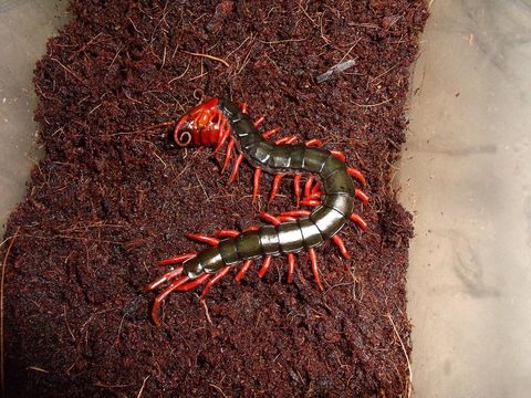 Image of <i>Scolopendra subspinipes mutilans</i>