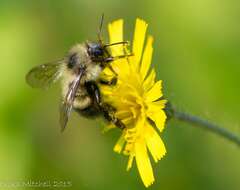 Image of Half-black Bumblebee