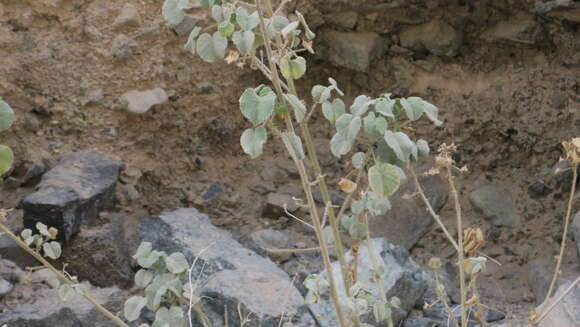 Image of Abutilon pannosum (Forst. fil.) Schltdl.