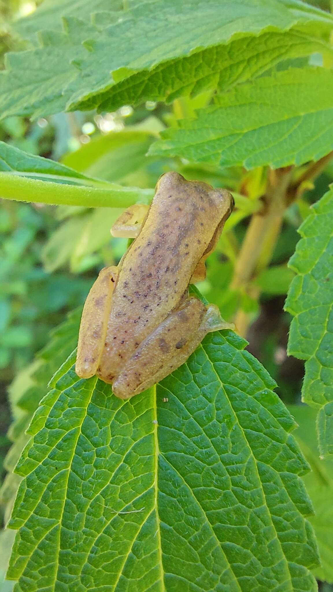 Image of Dendropsophus mathiassoni (Cochran & Goin 1970)