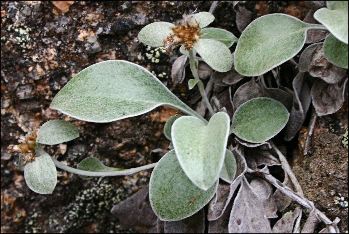 Image of Euchiton umbricola (Willis) A. A. Anderberg