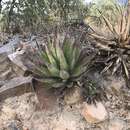 Image of Agave shrevei Gentry