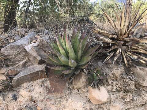 Слика од Agave shrevei Gentry