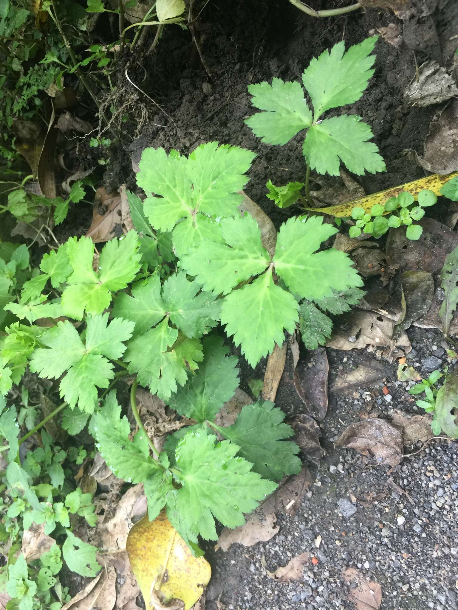 Image of Japanese honewort