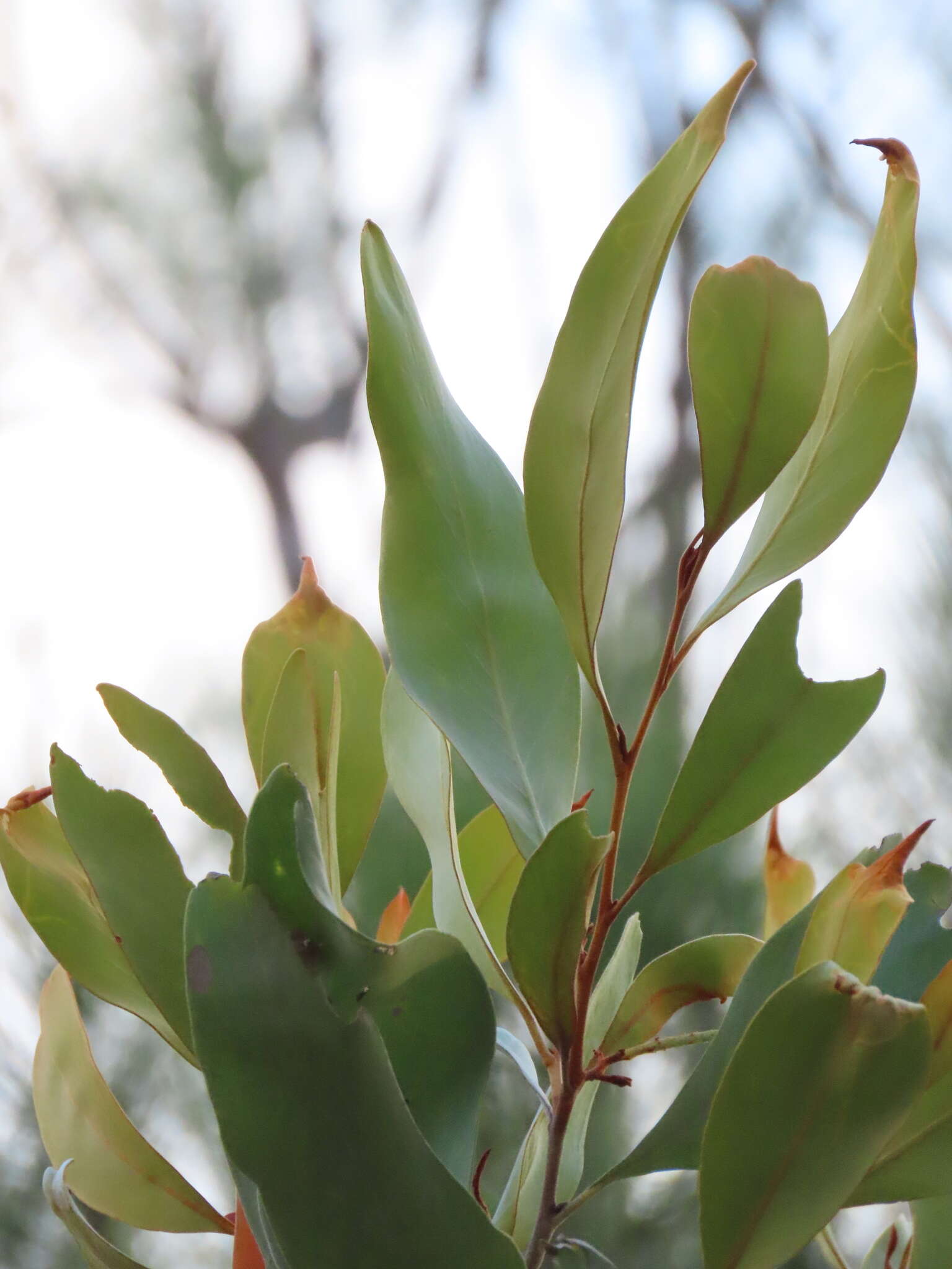 Image of Grevillea glauca Banks & Sol. ex Knight