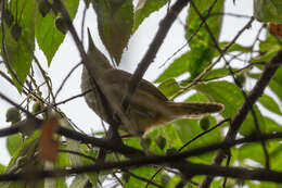 Image of Isthmian Wren