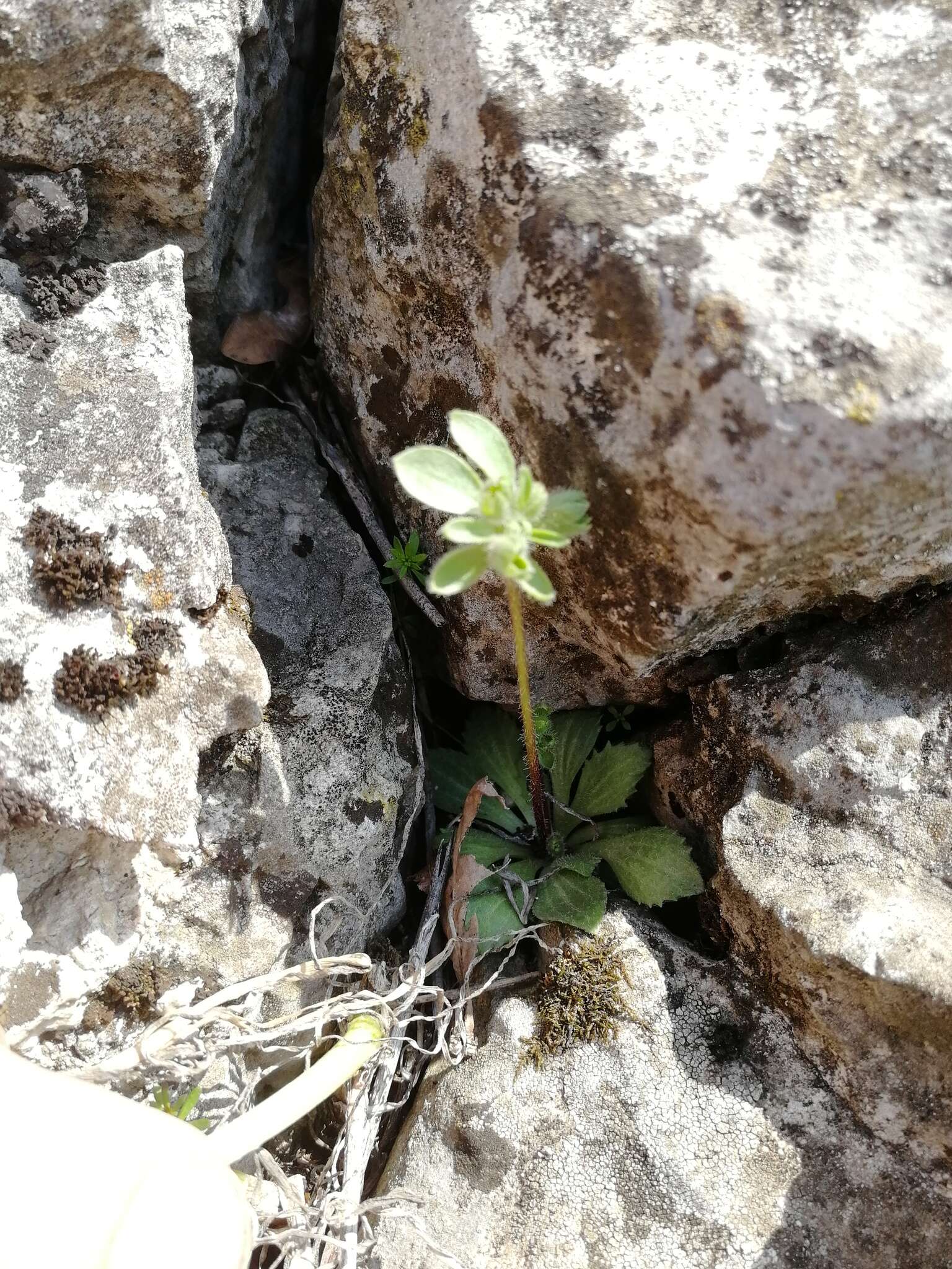 Image of greater rockjasmine