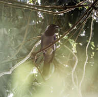 Cyanocorax violaceus Du Bus de Gisignies 1847 resmi