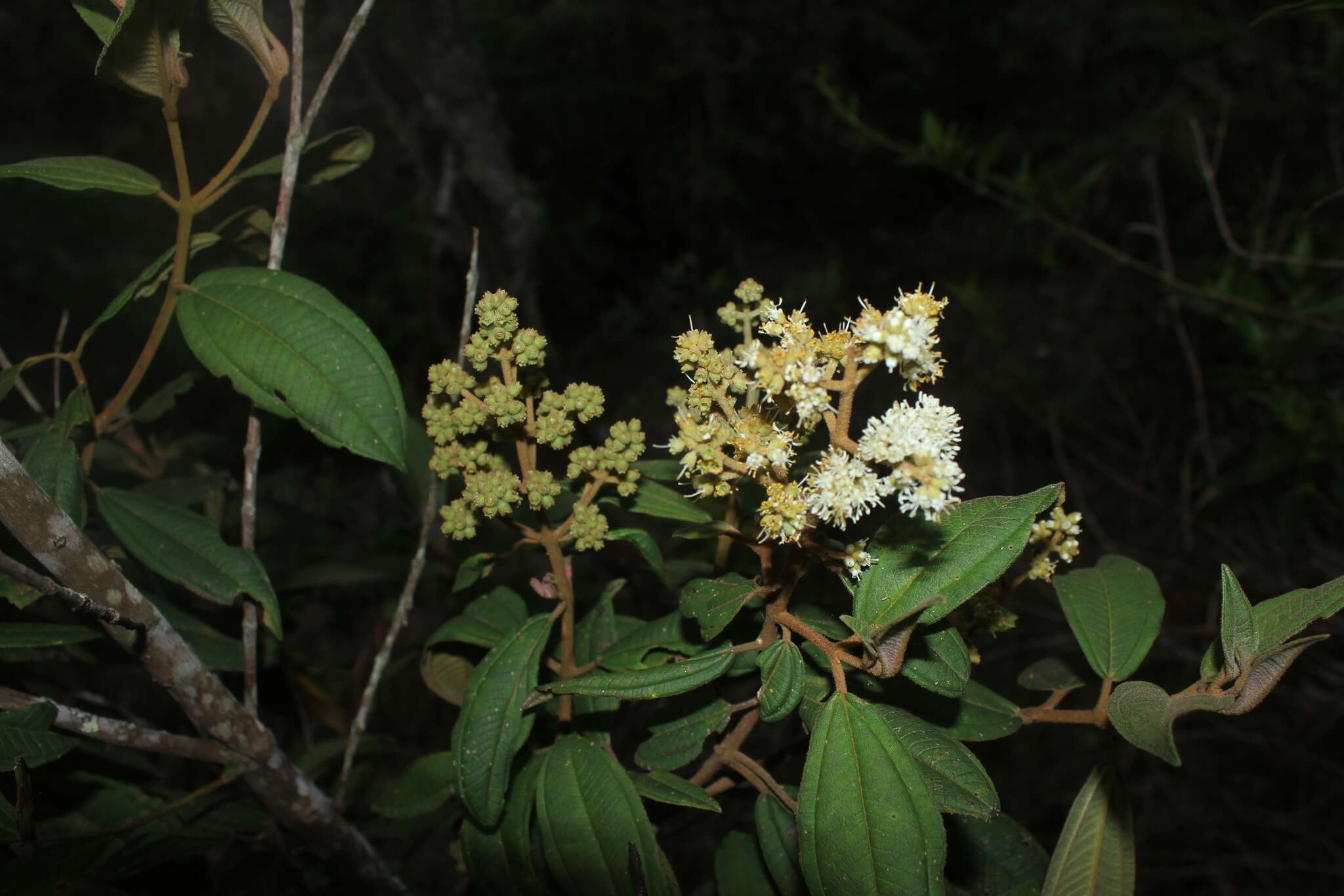 Image of Miconia cataractae Triana