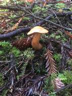 Imagem de Cortinarius rubicundulus (Rea) A. Pearson 1946