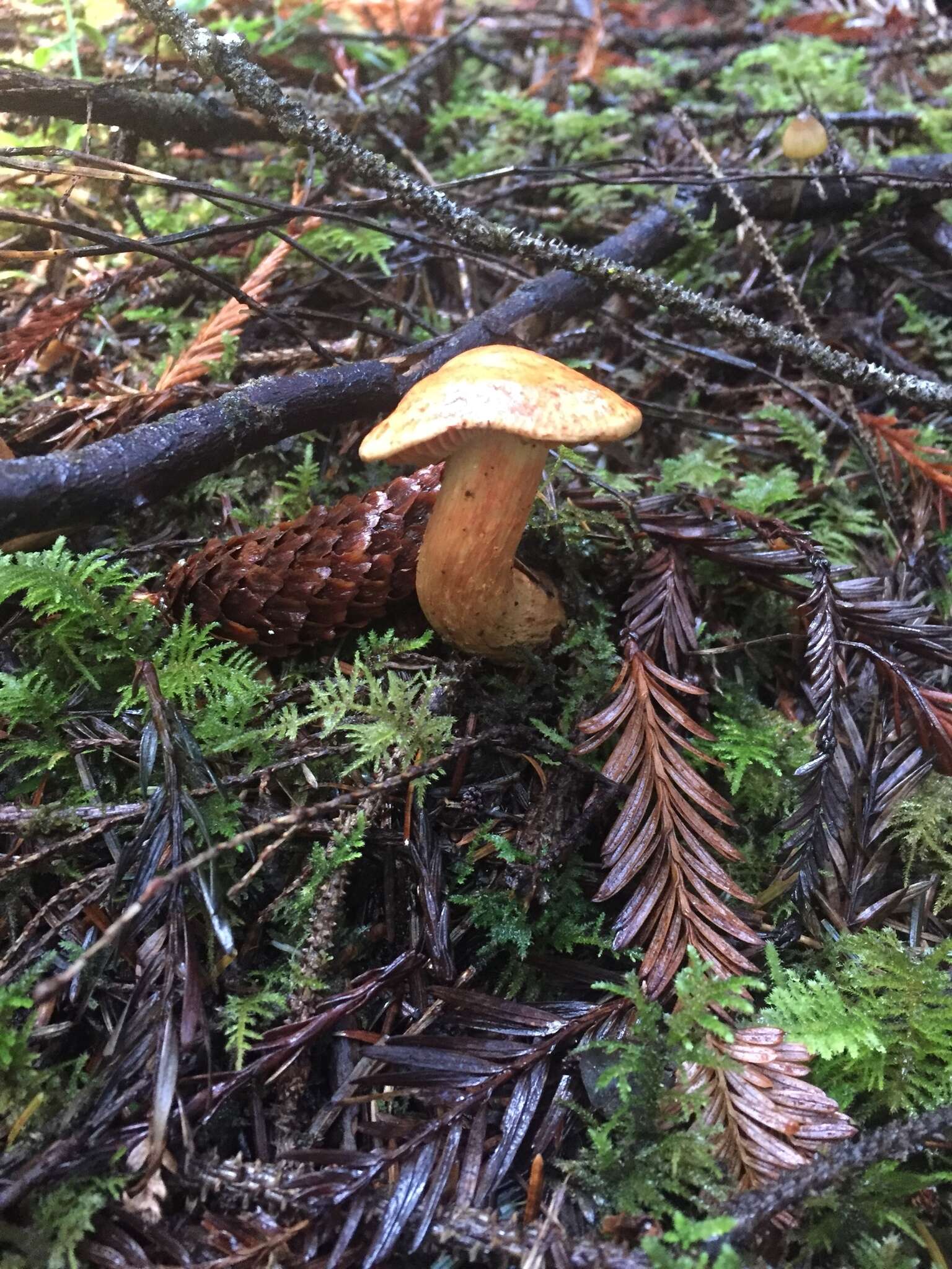 Imagem de Cortinarius rubicundulus (Rea) A. Pearson 1946