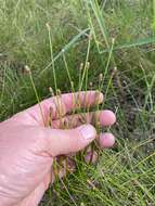 Image of Engelmann's Spike-Rush