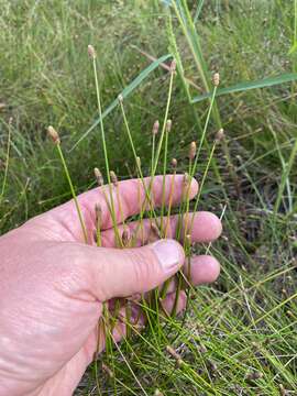 Image of Engelmann's Spike-Rush