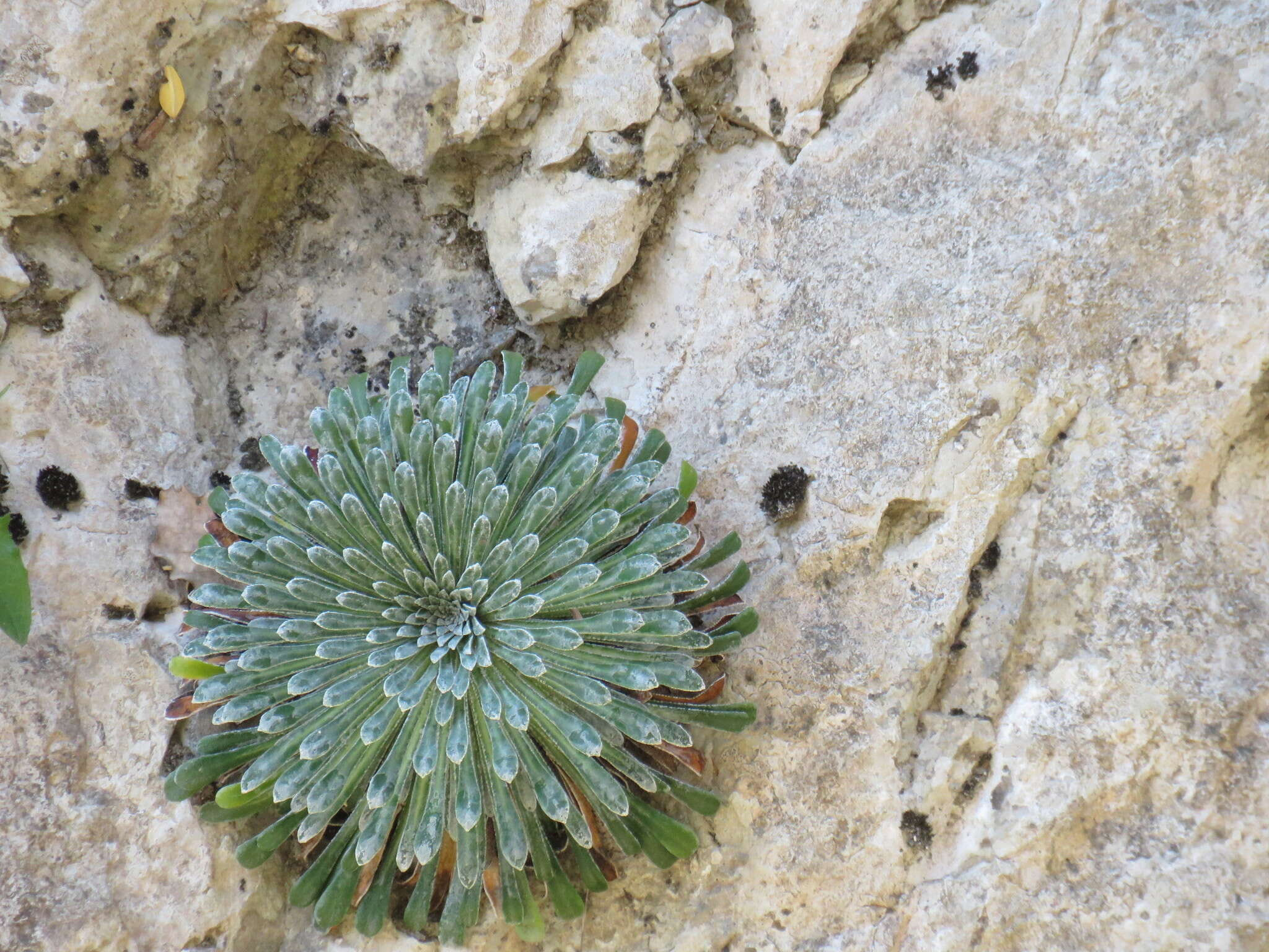 Imagem de Saxifraga longifolia Lapeyr.