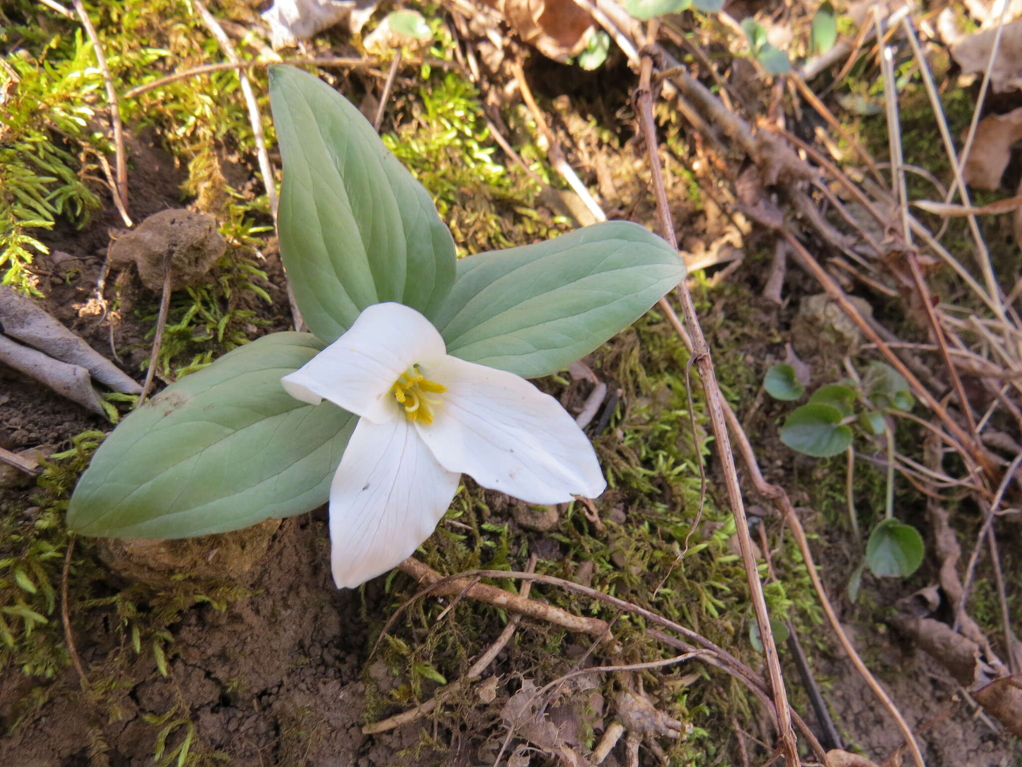 Image of snow trillium