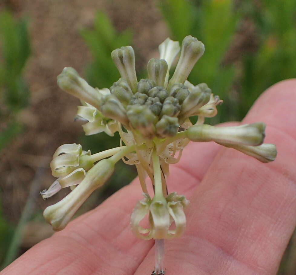 Imagem de Drimia sphaerocephala Baker