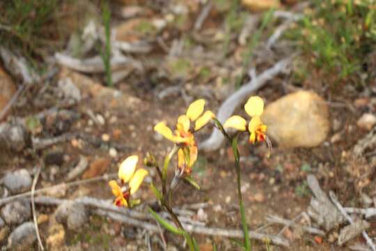 Image of Diuris brockmanii