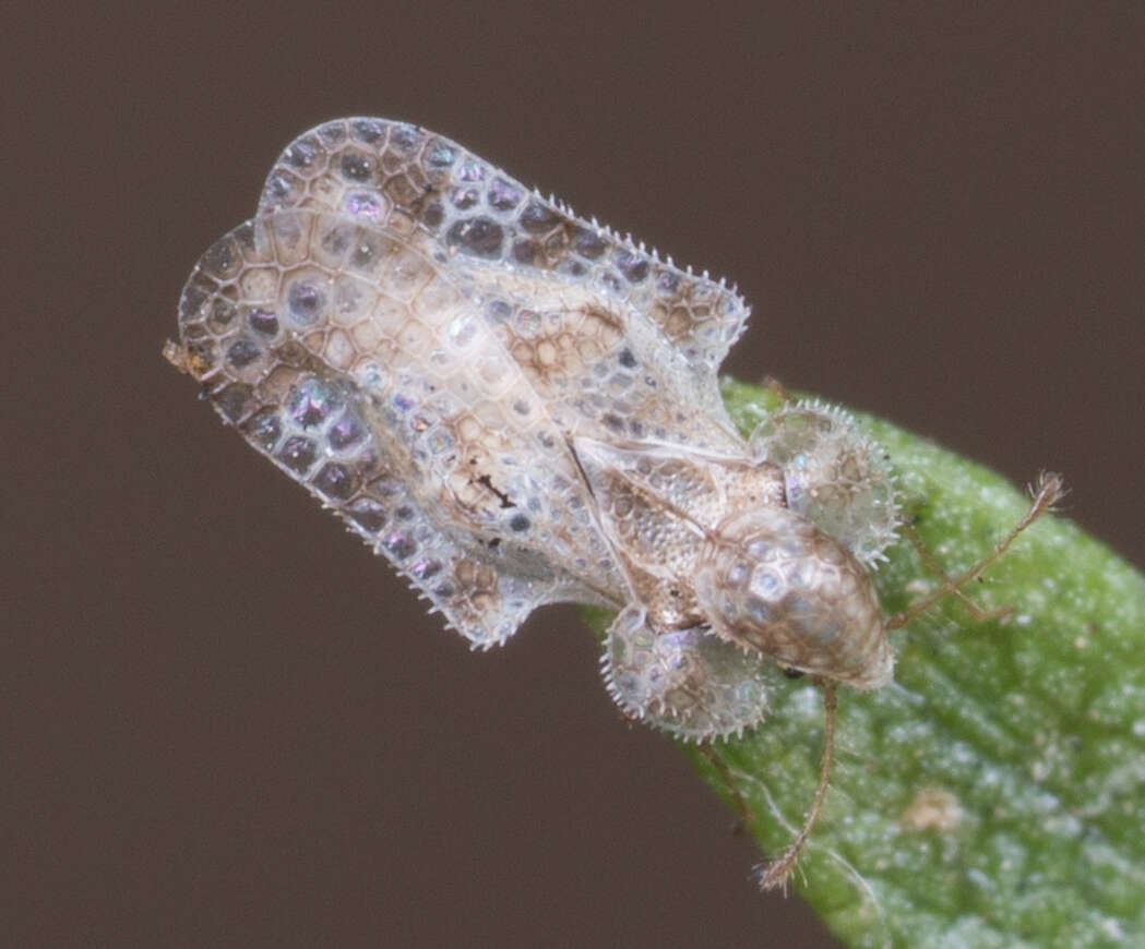 Image of Morrill lace bug