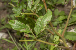 Image of Paeonia clusii subsp. rhodia (Stearn) Tsan.
