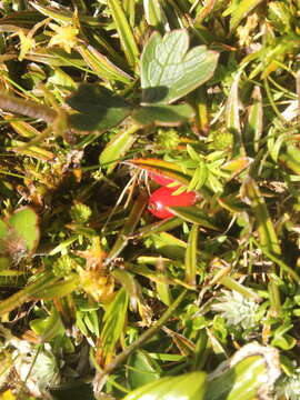 Image of Astelia linearis Hook. fil.