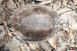 Image of Oldham’s Leaf Turtle