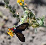 Imagem de Ctenucha brunnea Stretch 1872